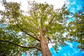 Reliable Germantown Hills, IL Tree Services Solutions