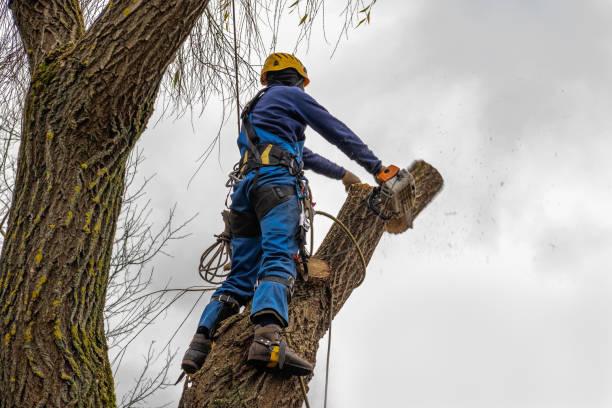 How Our Tree Care Process Works  in  Germantown Hills, IL